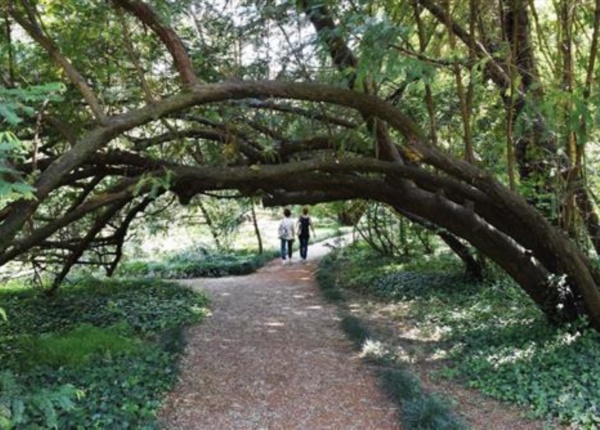 Vialetto con tassi piegati 