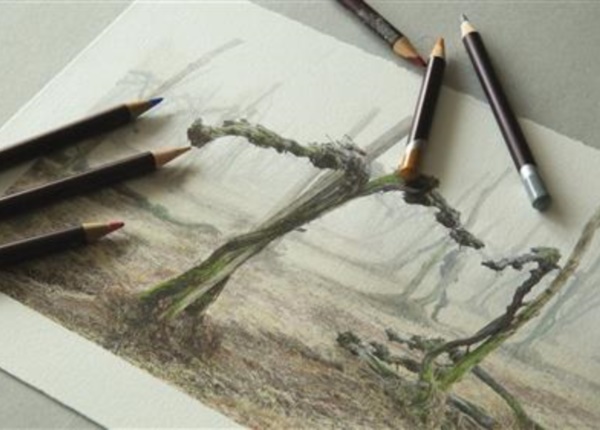 Vigneto_abbandonato 